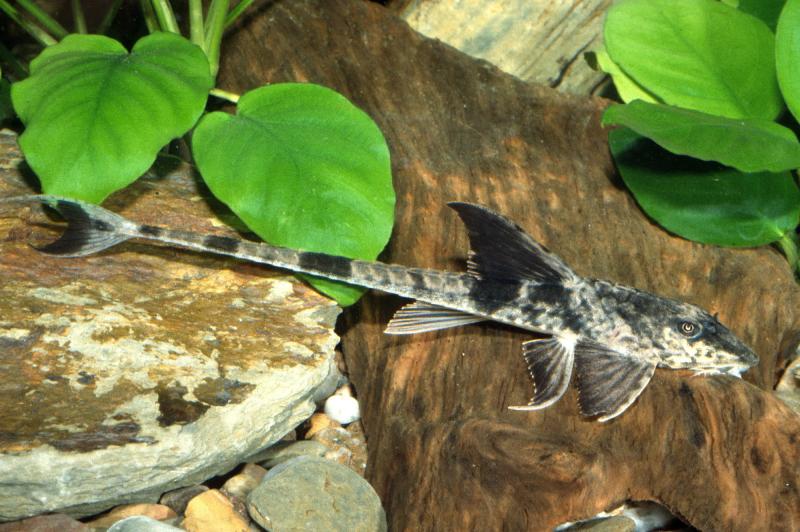 Maulbrütender Hexenwels - Sandwels - Loricaria simillima  im Aquarium