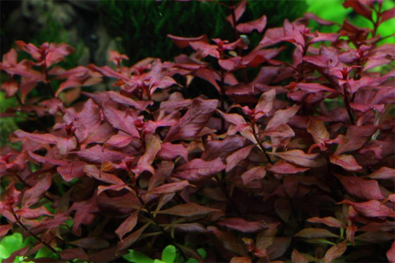 Kleine tiefrote Ludwigie - Ludwigia palustris "Super Red", schön in Szene gesetzt unter Wasser.