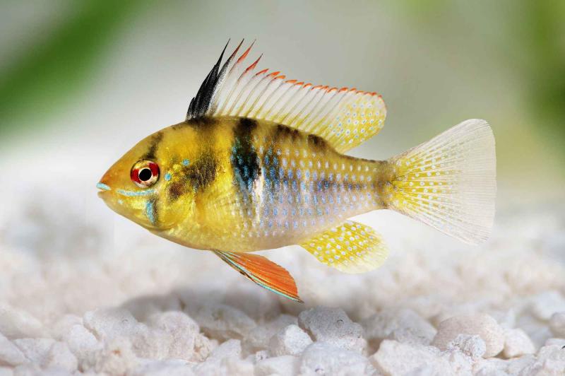 Preview: Schmetterlingsbuntbarsch - Mikrogeophagus ramirezi Männchen von der Seite