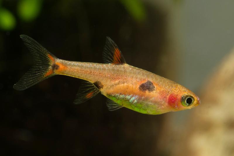 Zwergbärbling - Boraras maculatus ein kleiner Fisch für das Aquarium