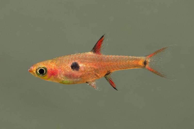 Preview: Zwergbärbling - Boraras maculatus mit ausgeprägtem Schulterfleck