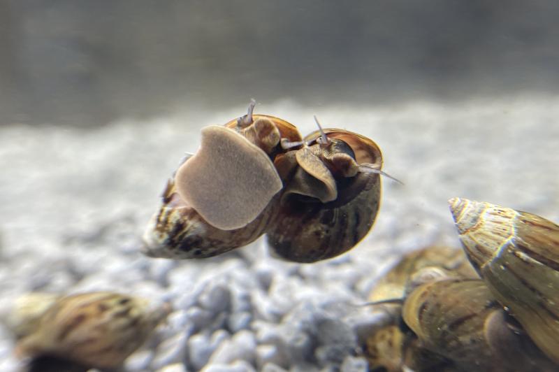Prunkschnecke gibt es bei uns nur als Deutsche Nachzucht