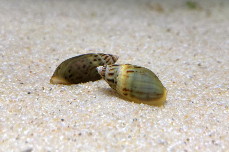 Prunkschnecke, Melanopsis magnifica eine sehr seltene Schnecke und gute Algenfresser