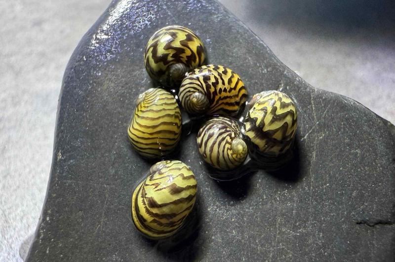 Balkan Napfschnecke, Theodoxus dalmaticus wunderschöne und sehr gute Algenfressen für das Aquarium