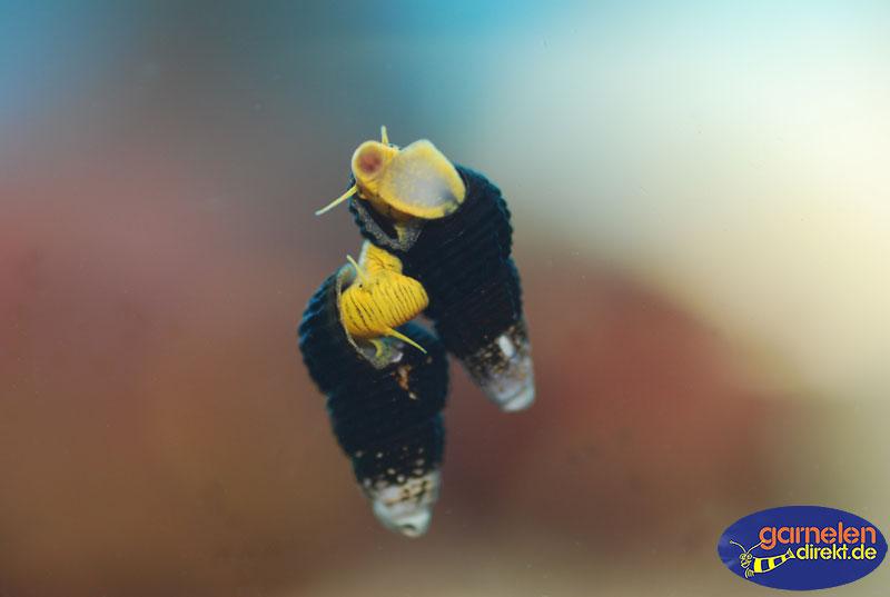 Tylomelania sp. Mini zu Zweit an der Scheibe