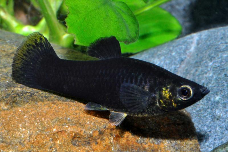 Black Molly – Poecilia sphenops