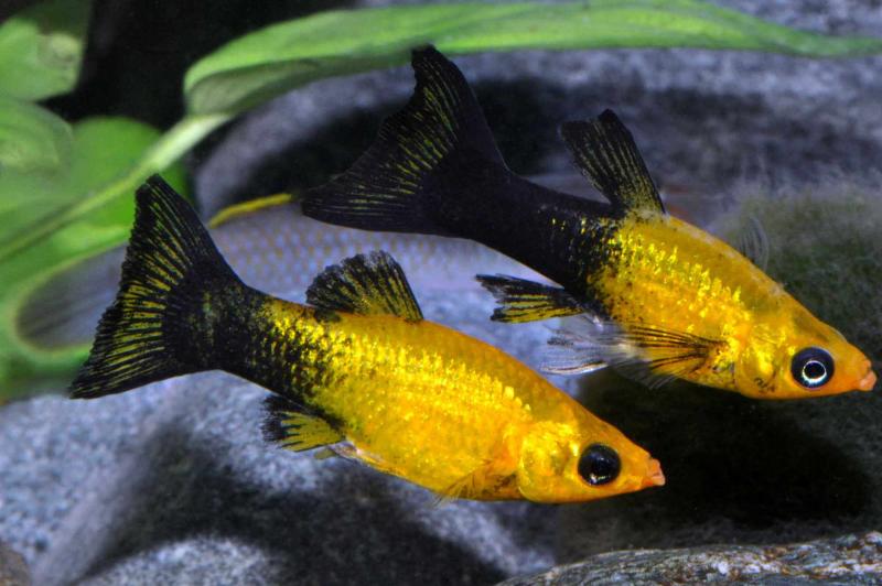 Goldstaub Molly - Poecilia sphenops Pärchen im Aquarium