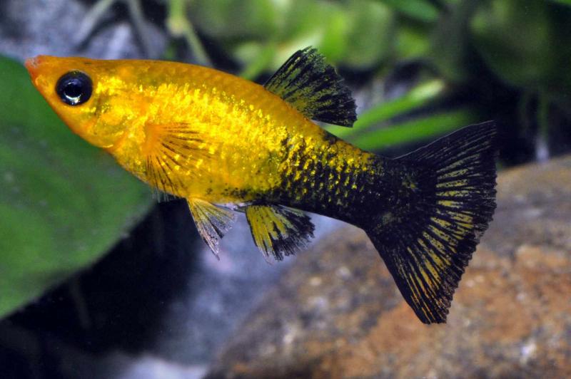 Preview: Goldstaub Molly - Poecilia sphenops mit schöner Färbung
