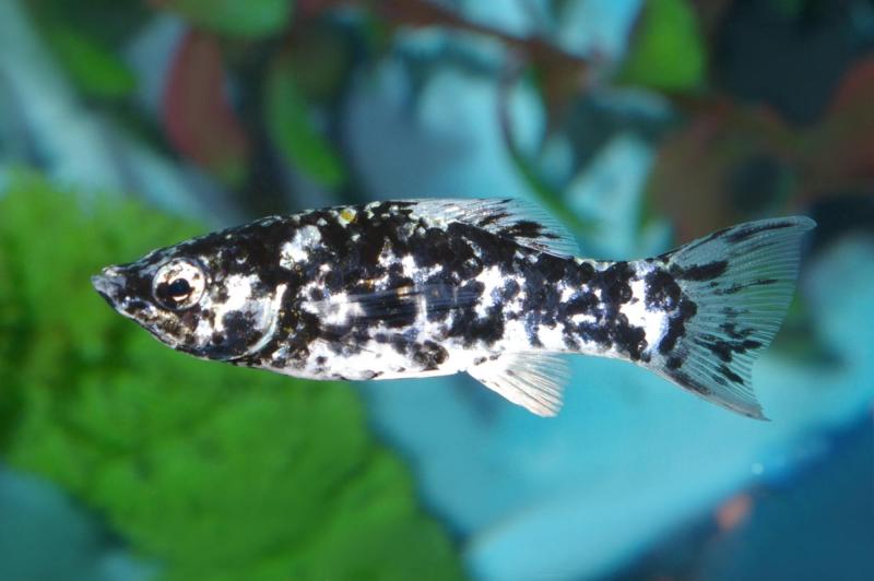 Dalmatiner Molly - Poecilia sphenops mit starkem Kontrast