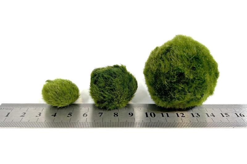 Mooskugel - Moosball - Marimo - Aegagropila linnaei, alle Größen im Vergleich.