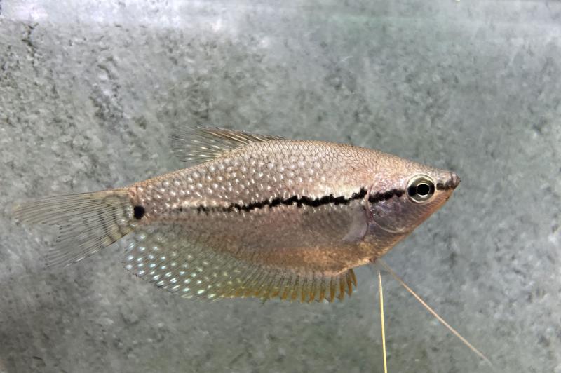 Preview: Mosaikfadenfisch - Trichogaster leeri im Aquarium