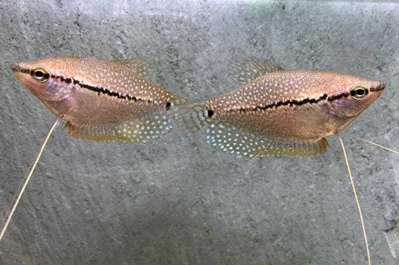 Mosaikfadenfisch - Trichogaster leeri, Pärchen im Aquarium