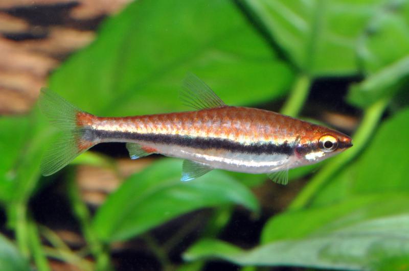 Längsbandziersalmler, Nannostomus beckfordi im Aquarium vor Wasserpflanzen