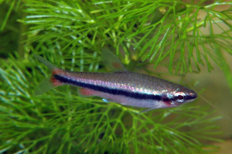 Preview: Längsbandziersalmler - Nannostomus beckfordi Weibchen im Aquarium