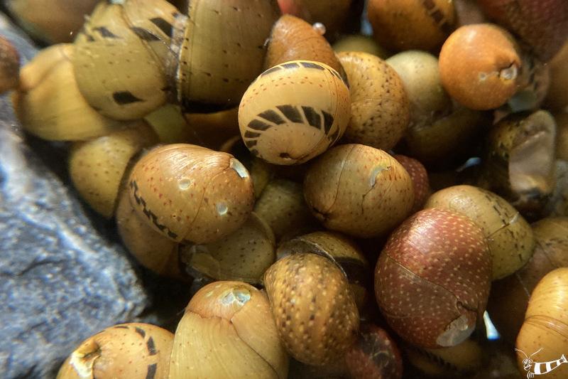 Preview: Glatte Nixenschnecke in der Gruppe  im Aquarium