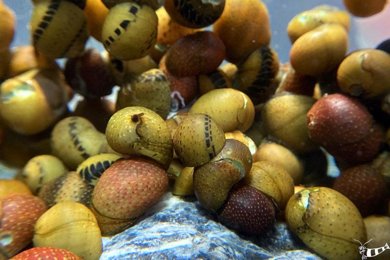 Glatte Nixenschnecke - Nerita polita eine bunte Vielfalt