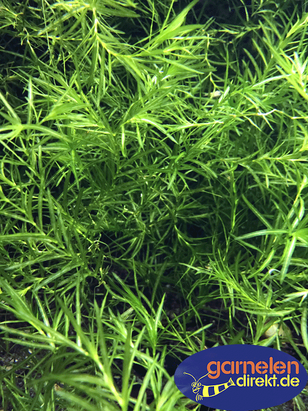 Nixkraut - Najas guadalupensis im Aquarium.