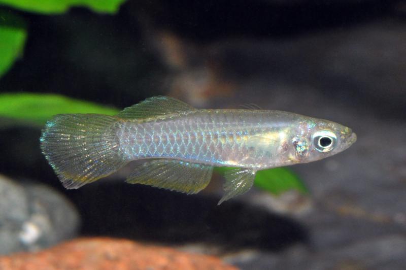 Preview: Normans Leuchtaugenfisch - Aplocheilichthys bzw. Poropanchax normani im Aquarium