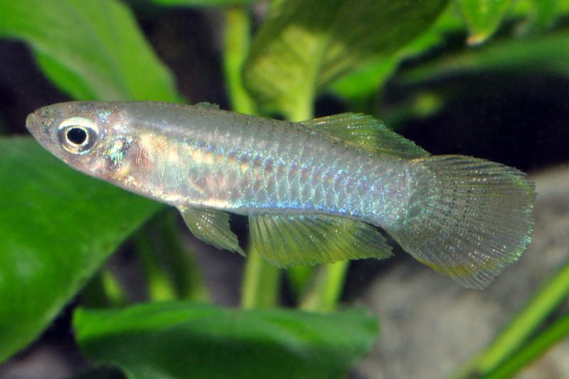 Normans Leuchtaugenfisch - Aplocheilichthys bzw. Poropanchax normani vor Wasserpflanzen