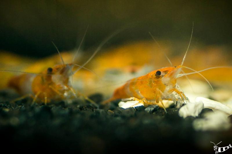 Preview: Orange Rili Garnele von vorne