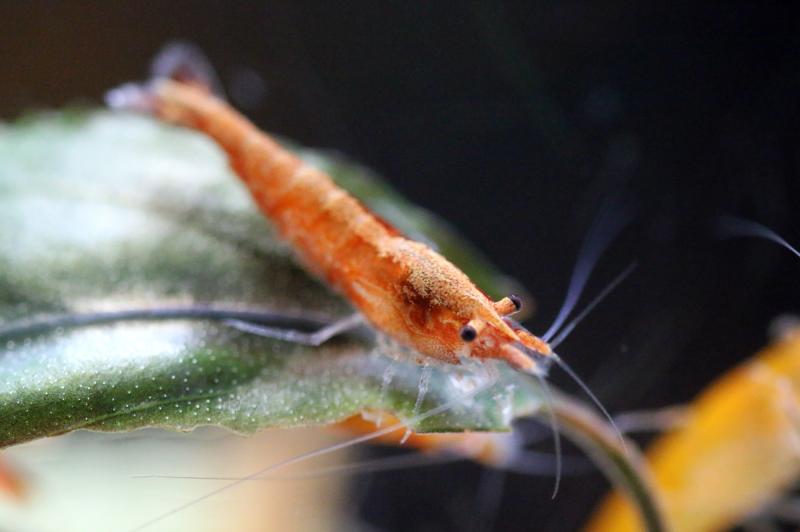 Orange Sakura Garnele - Neocaridina davidi mit gut ausgeprägter Färbung