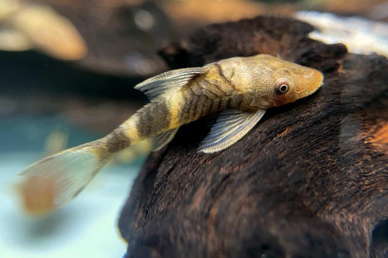 Orange-Zebra-Otocinclus - Robocop Ohrgitterwelse - Nannopotopoma spec. Peru