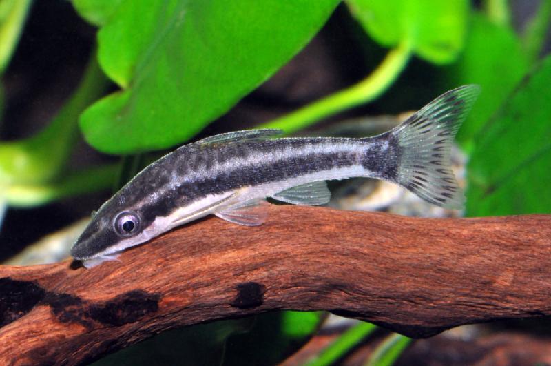 Ohrgitter Harnischwels - Otocinclus affinis