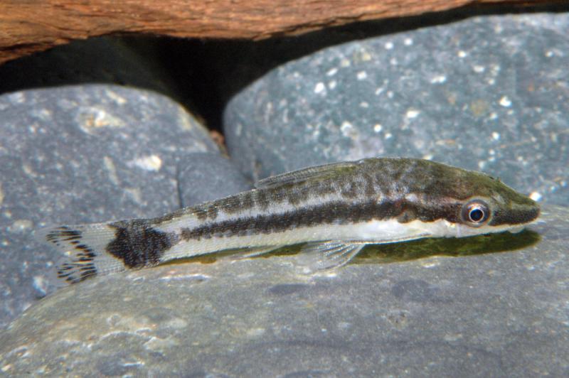 Preview: Ohrgitter Harnischwels - Otocinclus affinis
