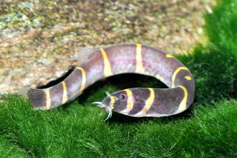 Gestreiftes Dornauge – Pangio semicincta – halbgebändertes Dornauge, im Aquarium