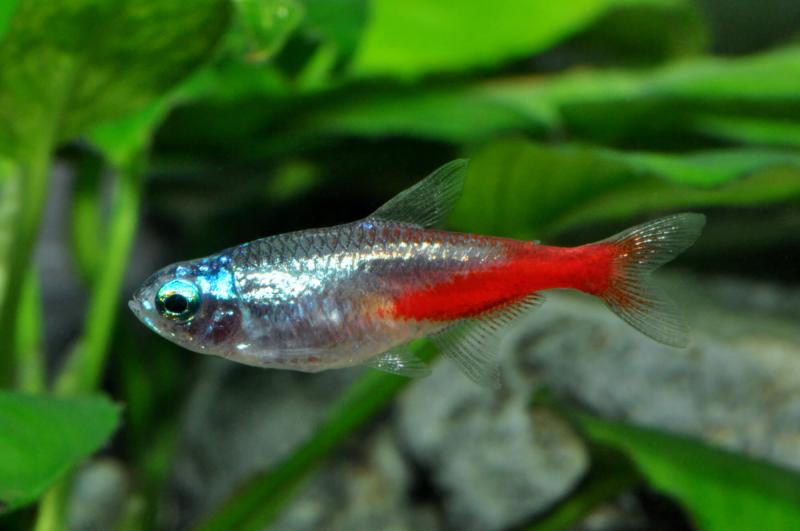 Preview: Neon Tetra Diamant, Paracheirodon innesi, Diamant-Neonsalmler im Aquarium