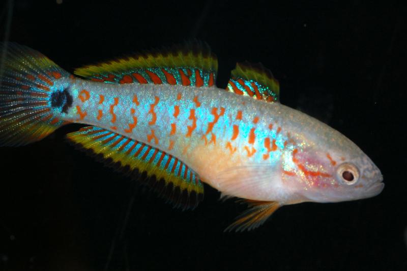 Preview: Pastellgrundel – Tateurndina ocellicauda, ein Weibchen vor dunklem Hintergrund