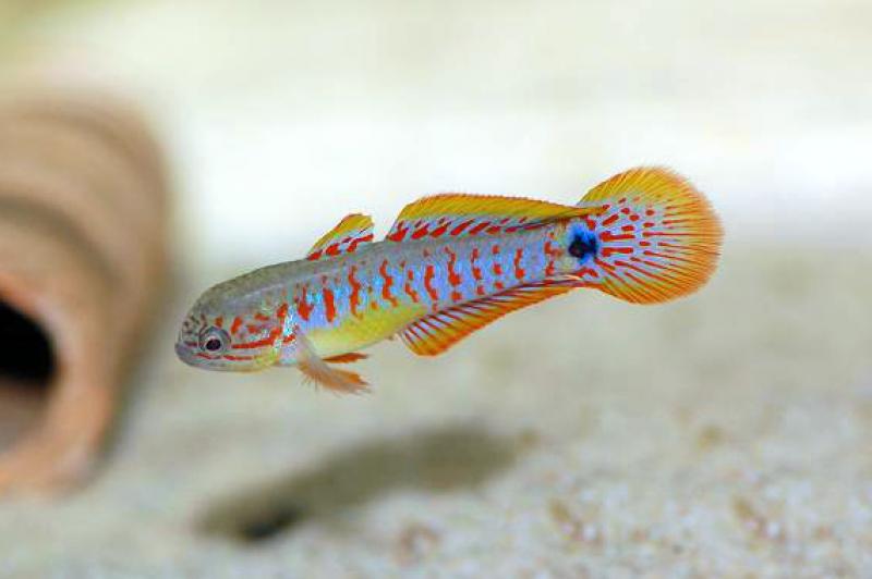 Pastellgrundel – Tateurndina ocellicauda Männchen im Aquarium