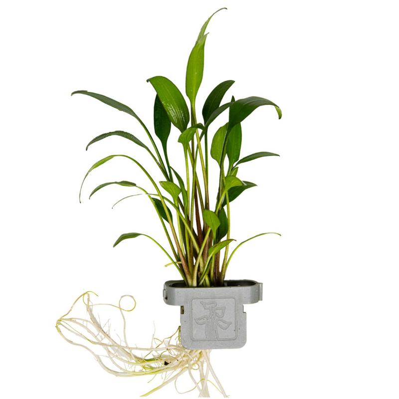 Willis Wasserkelch - Cryptocoryne x willisii, in der Verpackung.
