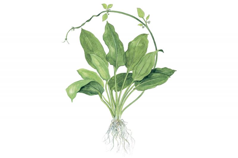 Echinodorus grisebachii 'Bleherae' als Zeichnung