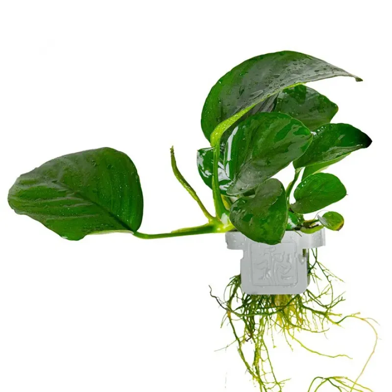 Anubias barteri caladiifolia – Speerblatt