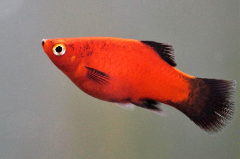 Platy rot Wagtail - Xiphophorus maculatus Roter Körper und schwarzer Schwanz