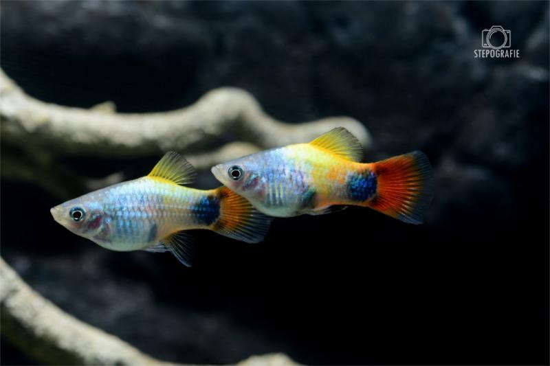 Platy Blue Moon Butterfly - Xiphophorus maculatus