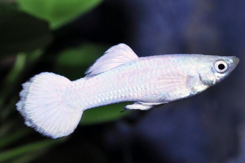 Guppy Platinum White - Peocilia reticulata Männchen mit schneeweißer Färbung