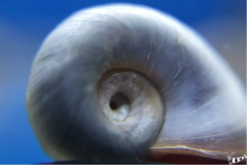 Preview: Posthornschnecke in blau oder auch blaue PHS