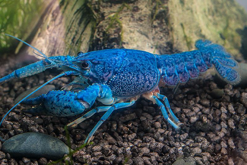 Adulter blauer Florida Krebs (Procambarus alleni) in strahlend blauer Farbe 