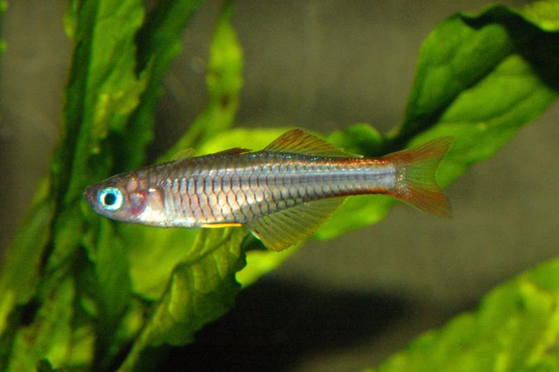 Preview: Ivantsoffs Blauauge - Pseudomugil ivantsoffi, im Aquarium mit Wasserpflanzen