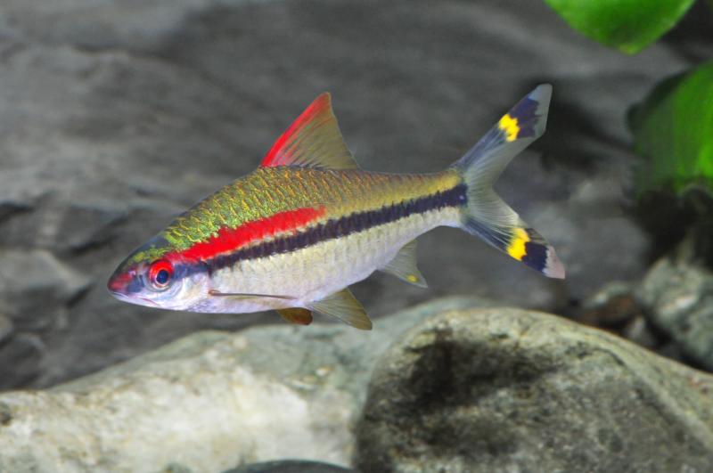 Rotstrich-Algenfresser – Puntius denisonii - Denison-Barbe mit kräftig rotem Streifen