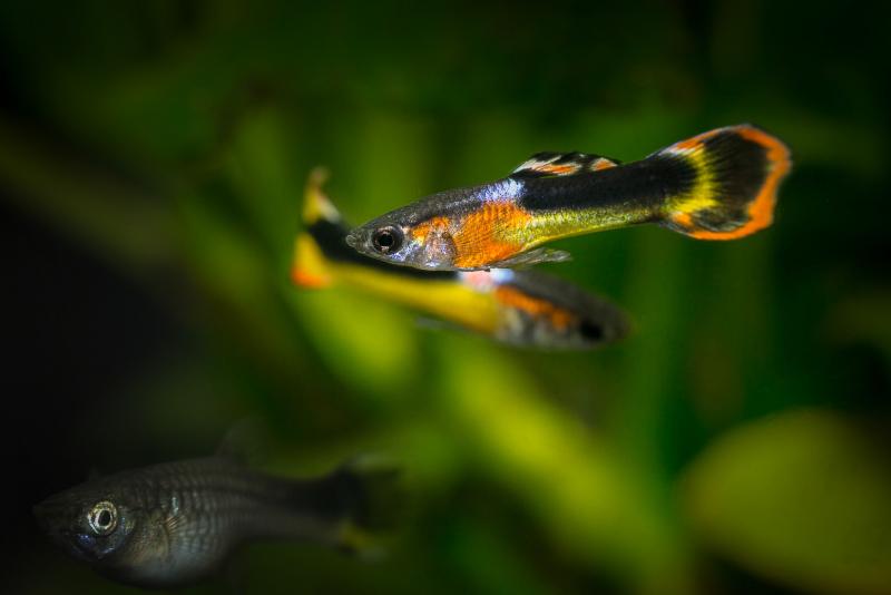 Preview: Red Chest Saddleback Endler Guppy - Poecilia wingei zwei Männchen im Aquarium