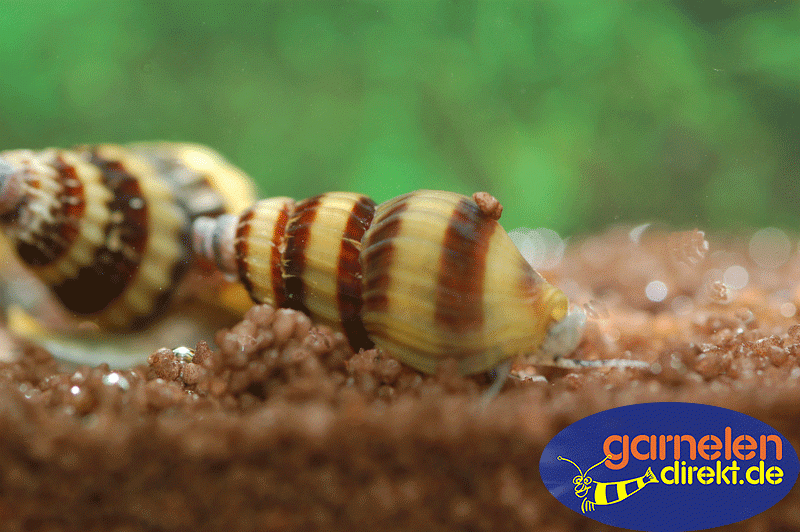 Preview: Raubschnecke, Clea helena gegen eine Schneckenplage im Aquarium
