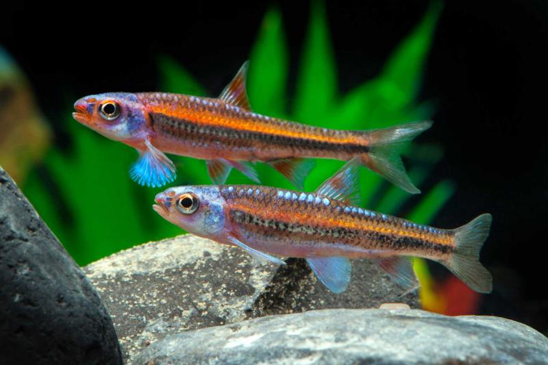 Regenbogen-Elritze – Notropis chrosomus