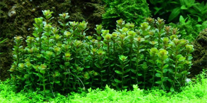 Rotala indica "Bonsai" - Tropica 1-2-Grow, eingepflanzt unter Wasser.