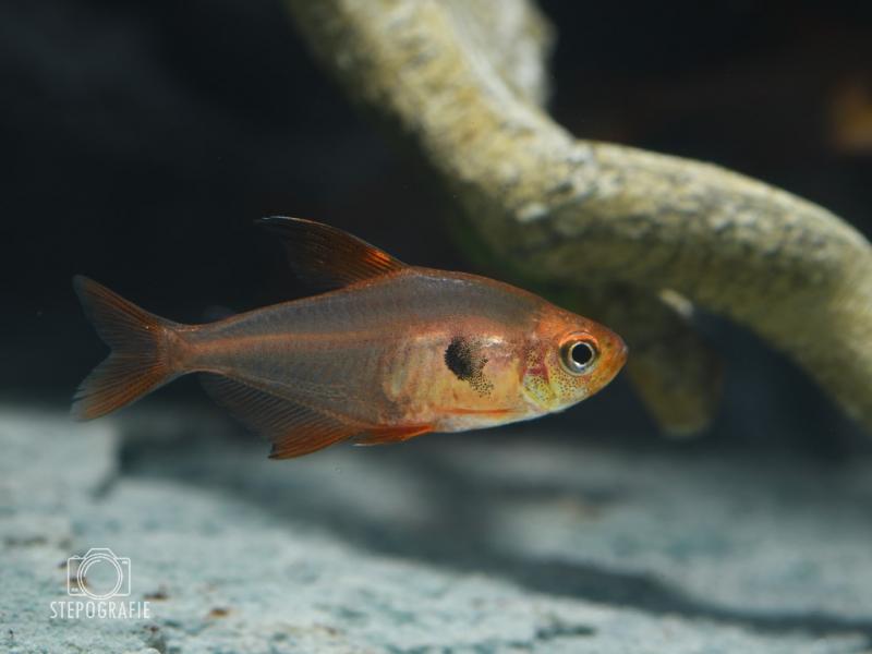 Roter Phantomsalmler, Hyphessobrycon sweglesi vor einer Wurzel im Aquarium