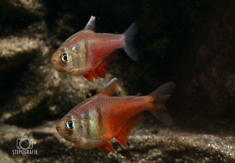 Roter von Rio, Hyphessobrycon flammeus ein friedlicher kleiner Fisch