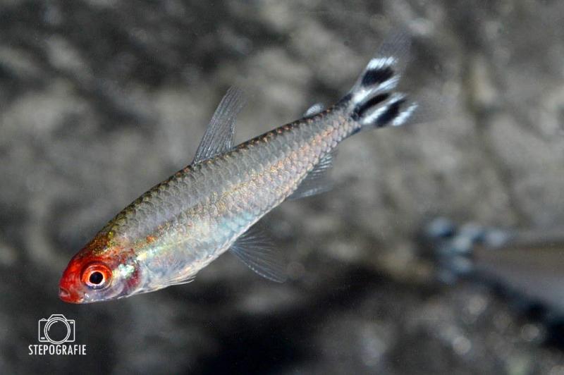 Rotkopfsalmler, Hemigrammus bleher mit dem roten Kopf und der schönen Musterung am Schwanz