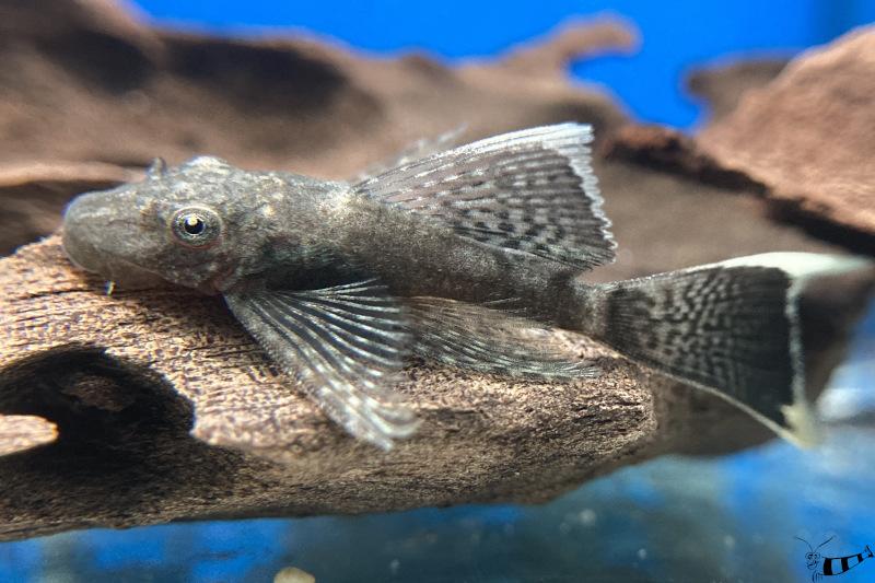 Schleier-Antennenwels - L 144 - Ancistrus sp. Schleier auf einer Wurzel